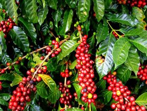 Novo biossensor detecta ocratoxina nos grãos de café para controle de qualidade
