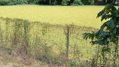 O Vereador Djalma Nery cobra recuperação do Lago da antiga pedreira.