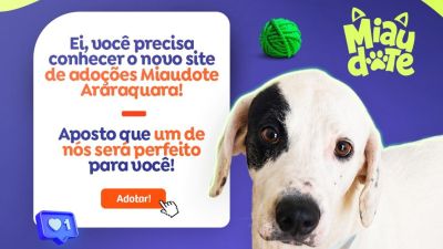 Prefeitura de Araraquara lança primeiro site de adoção de pets da cidade