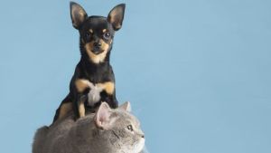 375 municípios já aderiram ao chamamento público do Programa Estadual de Castração de Cães e Gatos