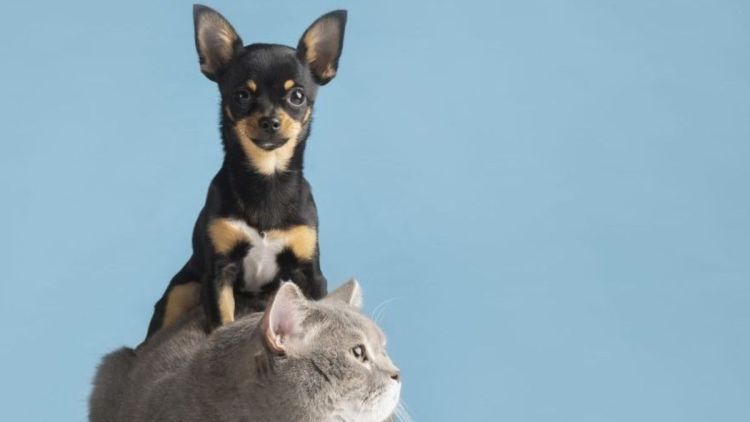 375 municípios já aderiram ao chamamento público do Programa Estadual de Castração de Cães e Gatos