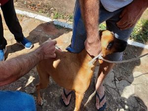 Toda quinta-feira tem vacinação contra raiva para cães e gatos