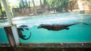 Parque Ecológico recebe nova Lontra e tenta formar casal para reprodução