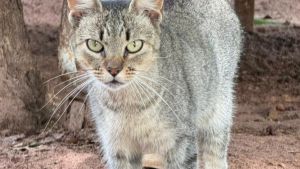 Seu novo melhor amigo pode estar te esperando: adoção de pets acontece neste sábado