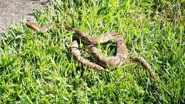 Defesa Civil captura cascavel no Jardim das Palmeiras