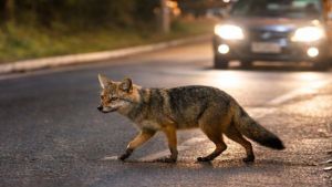 Vereador Edson Ferraz alerta sobre animais atropelados e mortos no entorno do Bosque do Córrego do Mineirinho