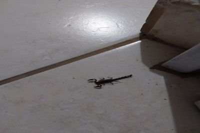 Moradores estão assustados com escorpiões no Jardim Araucária