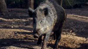 Espanha pode abater 60 mil javalis após foco de peste suína africana