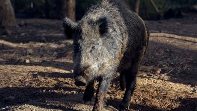 Espanha pode abater 60 mil javalis após foco de peste suína africana