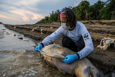 ICMBio vai apurar causas da morte de botos no Amazonas