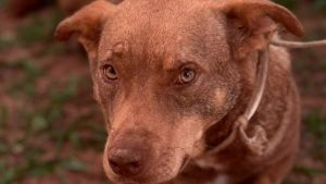 Prefeitura de São Carlos promove feira de adoção com 271 animais neste sábado