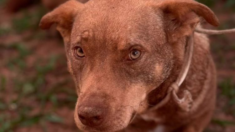 Prefeitura de São Carlos promove feira de adoção com 271 animais neste sábado