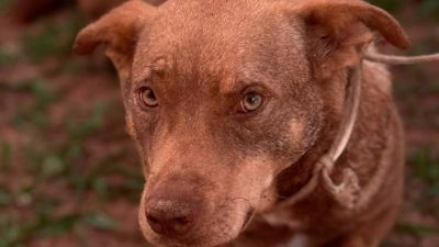 Prefeitura de São Carlos promove feira de adoção com 271 animais neste sábado