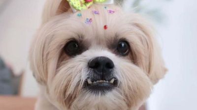 Carnaval pet reforça vínculo afetivo entre animais e tutores em Ribeirão Preto