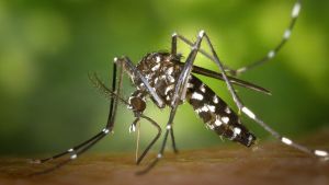 17 casos de dengue são registrados em uma semana em São Carlos