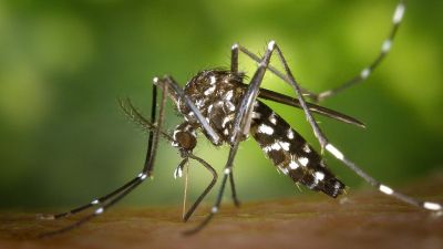 17 casos de dengue são registrados em uma semana em São Carlos