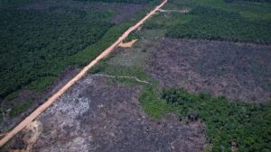 Desmatamento na Amazônia cai 36,87% no último ano