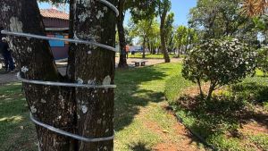 Prefeitura inicia preparativos para o Encantos de Natal 2026 em Ibaté