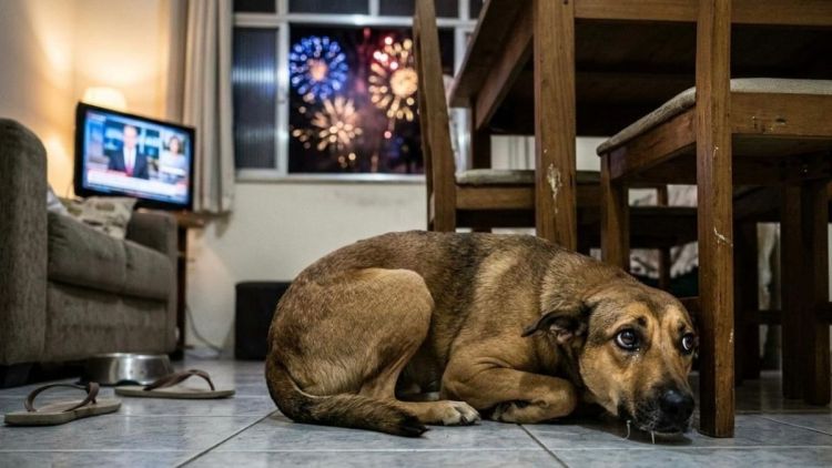 Fogos de artifício com estampido poderão ser proibidos em São Carlos: Projeto de Lei de Elton será votado nesta terça-feira