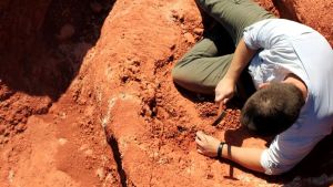 Fóssil descoberto no Brasil lança luz sobre origem dos dinossauros