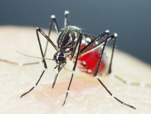 Dengue deixa 26 mortos no Peru e número de casos passa de 20 mil