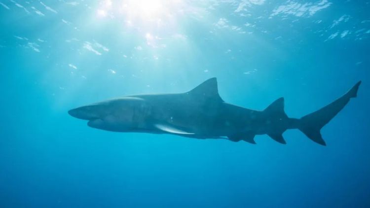 Austrália registra série de ataques de tubarão e acende alerta no surfe
