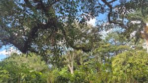 Mutirão de plantio marca ação ambiental