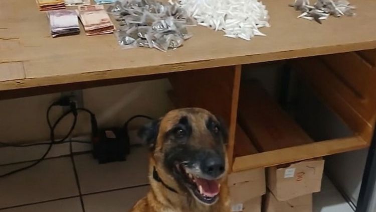 Operação conjunta apreende mais de 600 eppendorfs de cocaína e prende suspeito por tráfico em Porto Ferreira