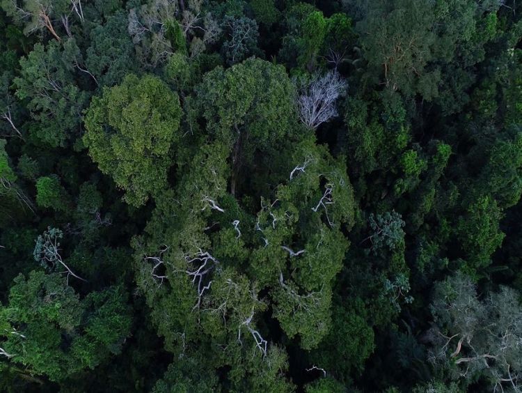 Terras indígenas ajudam a evitar casos de doenças respiratórias