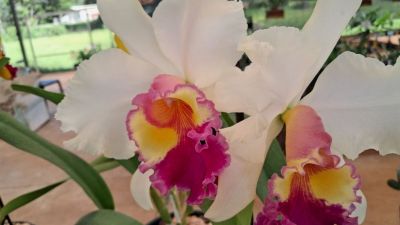 Começa neste sábado o 4º Festival de Orquídeas de Jundiaí