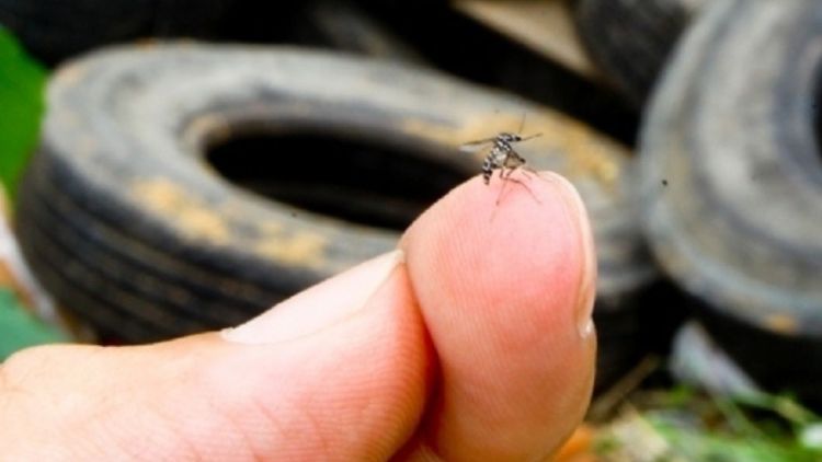 Boletim Epidemiológico 2025: Situação da Dengue, Chikungunya, Zika e Febre Amarela em São Carlos