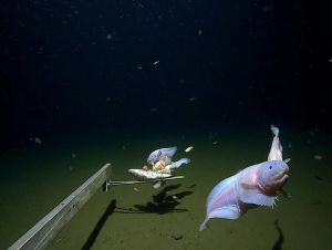 Peixe mais profundo é capturado e filmado no Japão por cientistas