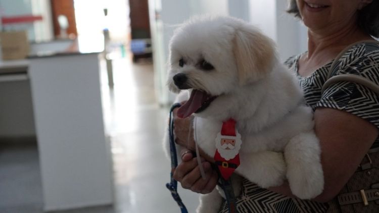 Paciente internado há longo período recebe visita de animal de estimação na Santa Casa