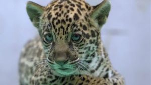 Onça-pintada nascida no BioParque Vale Amazônia ganha o nome de Xingu
