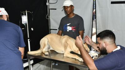 3º Mutirão de castração acontece no próximo final de semana no Cidade Aracy