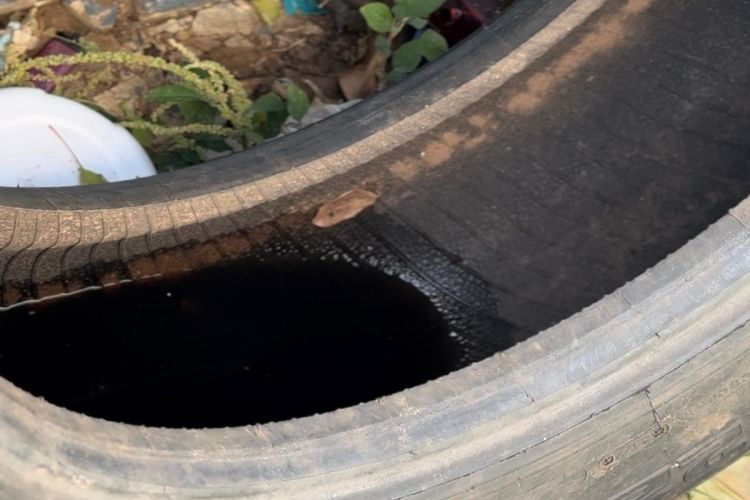 Prefeitura de Ibaté intensifica combate à dengue com limpeza residencial