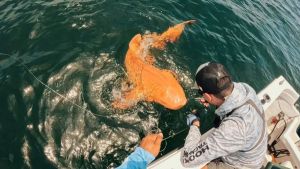 Tubarão-lixa laranja e albino surpreende cientistas na Costa Rica