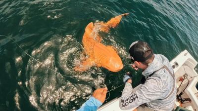 Tubarão-lixa laranja e albino surpreende cientistas na Costa Rica