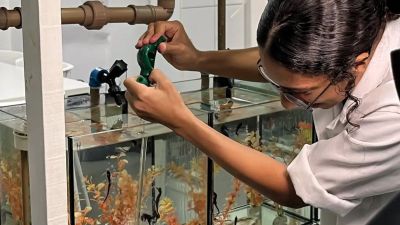Projeto abre espaço para público conhecer habitat dos cavalos marinhos
