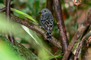 Mudanças climáticas do passado impactaram genética de ave na Amazônia