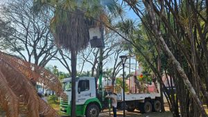 Defesa Civil remove enxames de abelhas em praças de Ibaté