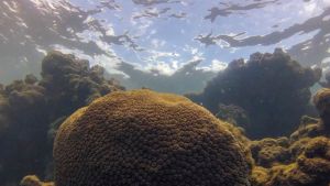 Calor, acidez das águas e pouco alimento ameaçam ecossistemas marinhos
