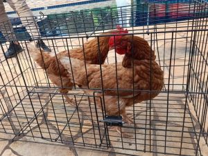 Defesa Animal aplica R$ 7 mil de multa por utilização de galinhas em evento universitário.