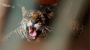 São Carlos lança aplicativo Biorota para monitoramento da Fauna