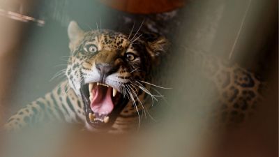 São Carlos lança aplicativo Biorota para monitoramento da Fauna
