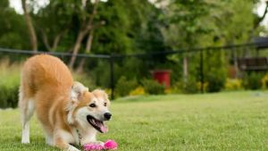 Governo de SP proíbe acorrentamento de pets e delimita novas regras para o bem-estar animal