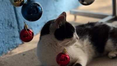 Feira de Natal incentiva adoção responsável de cães e gatos em São Carlos