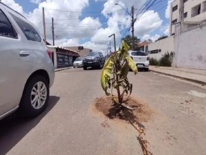 Populares plantam bananeira em rua de São Carlos