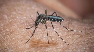 Europa: temperatura alta pode elevar transmissão do vírus Chikungunya
