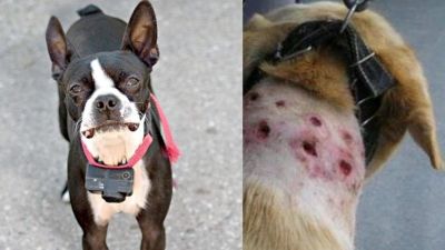 Proibido o uso de coleiras de choque em São Carlos: Projeto de Lei de Elton Carvalho e Bruno Zancheta é aprovado na Câmara